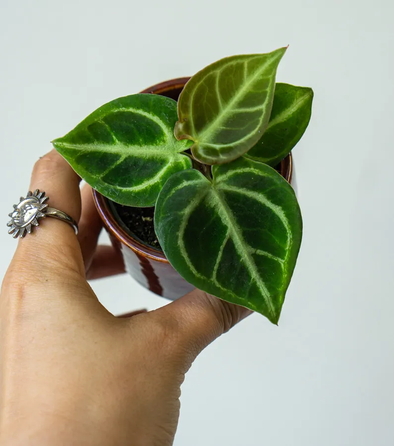 Baby Anthurium Dorayaki