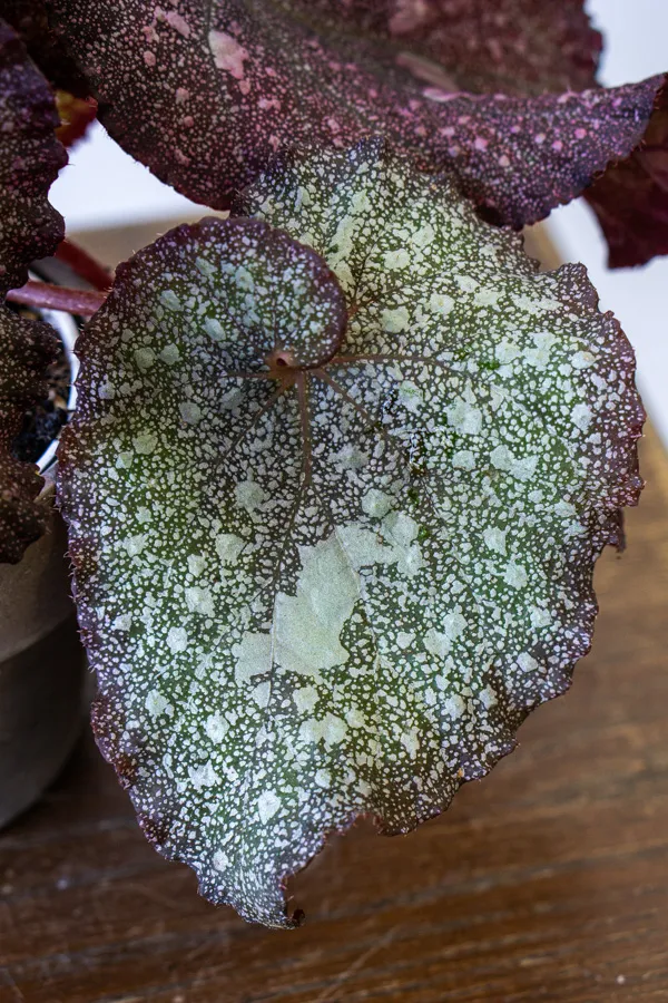 Begonia Super Universe