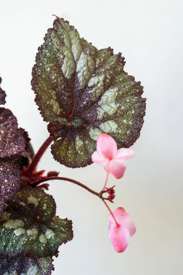 Begonia Super Universe
