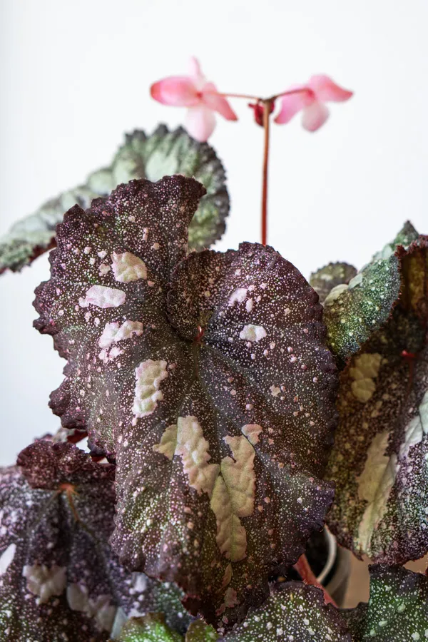 Begonia Super Universe