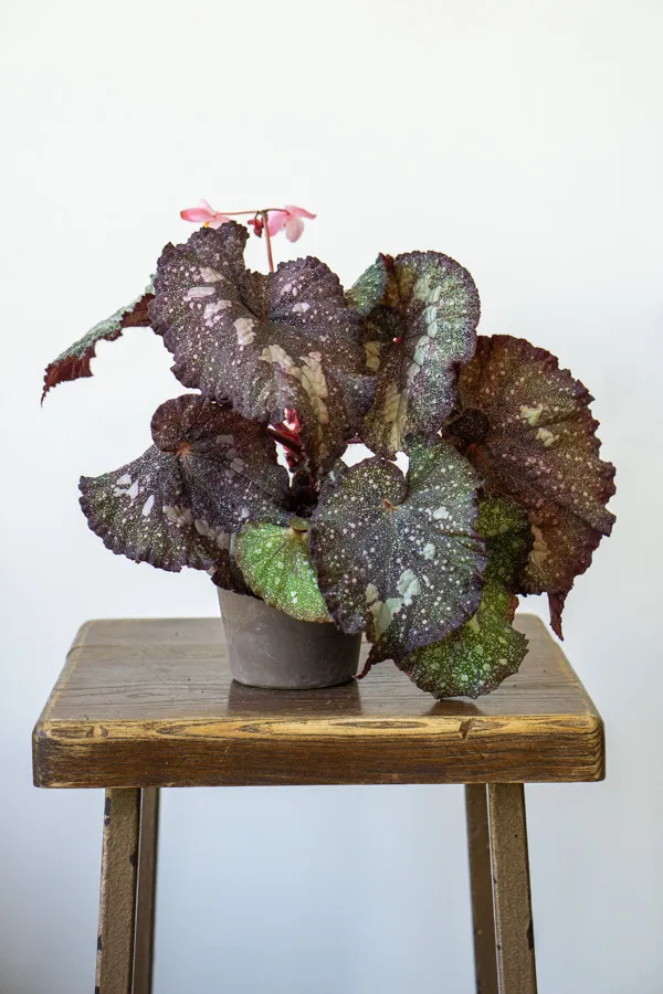 Begonia Super Universe