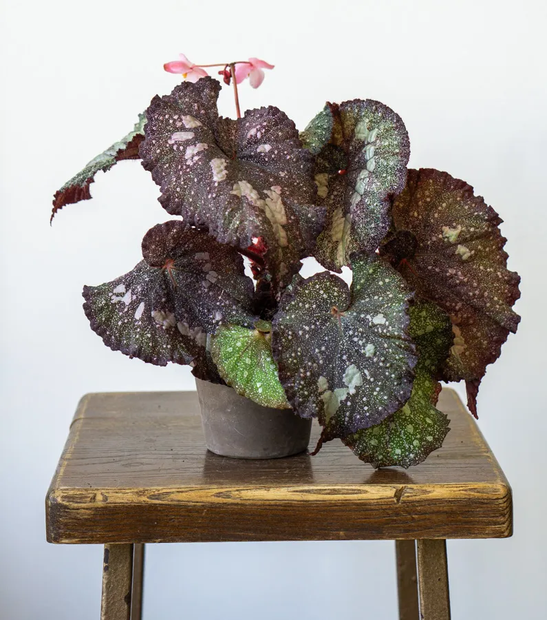 Begonia Super Universe