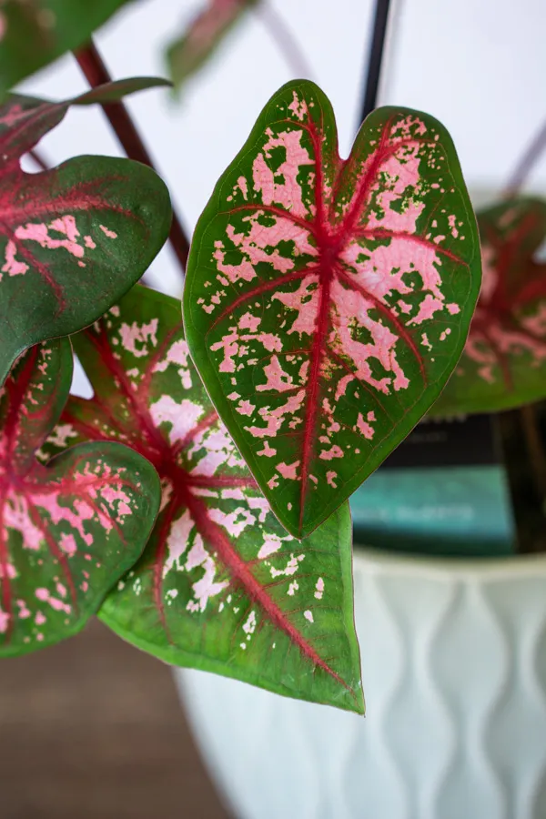 Caladium Carolyn Whorton