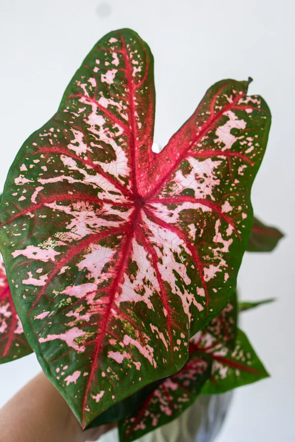 Caladium Carolyn Whorton