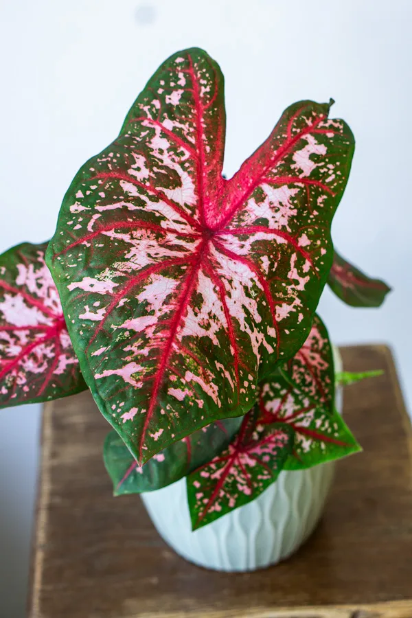 Caladium Carolyn Whorton