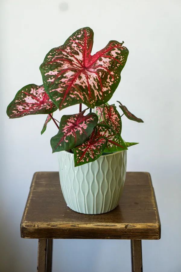 Caladium Carolyn Whorton