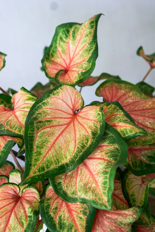  Caladium 'Chinook'