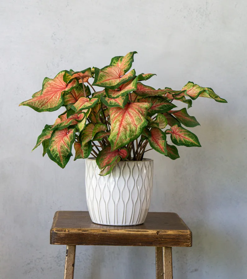 Caladium 'Chinook'