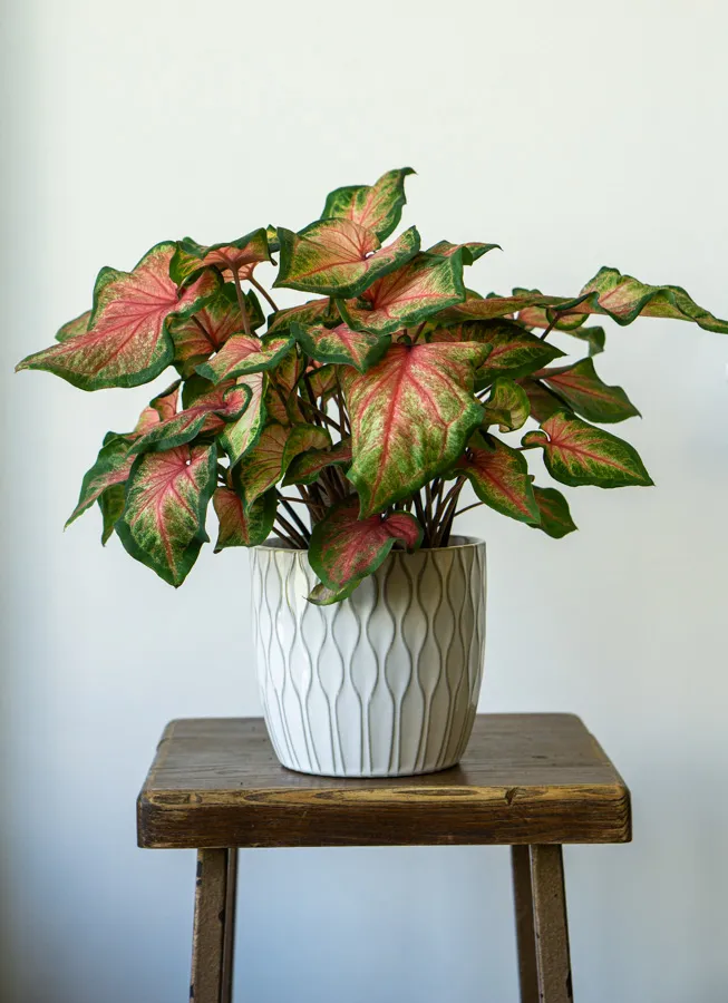  Caladium 'Chinook'