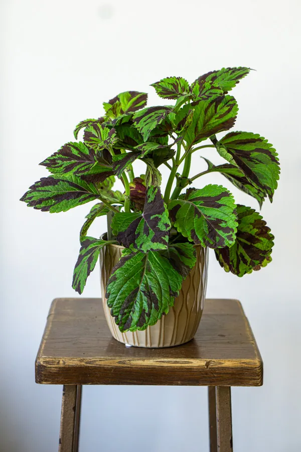 Coleus Wizard Mosaic Hybrid (Tiger)