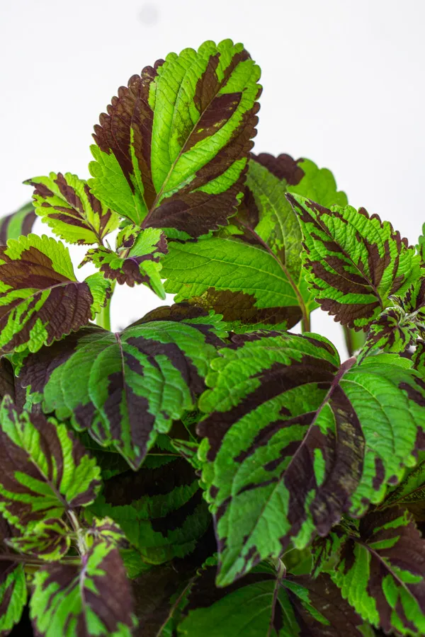 Coleus Wizard Mosaic Hybrid (Tiger)
