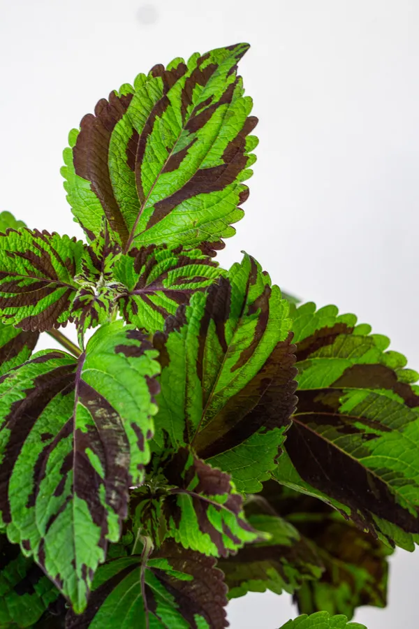Coleus Wizard Mosaic Hybrid (Tiger)