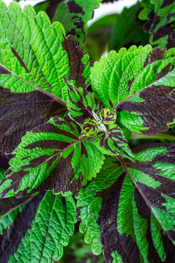Coleus Wizard Mosaic Hybrid (Tiger)