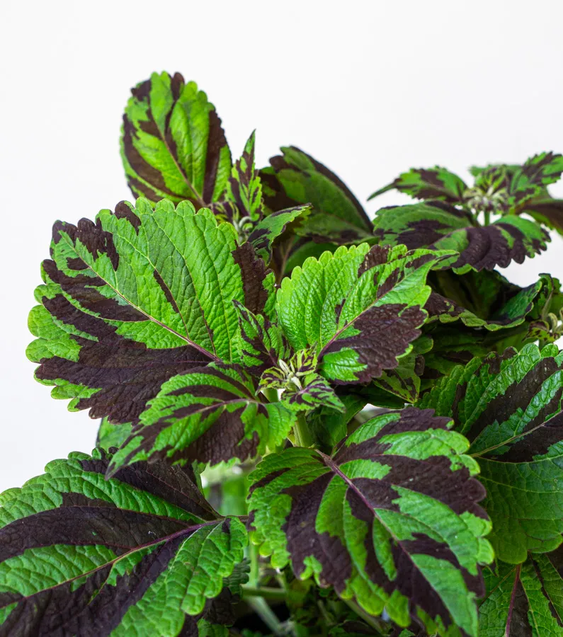 Coleus Wizard Mosaic Hybrid (Tiger)