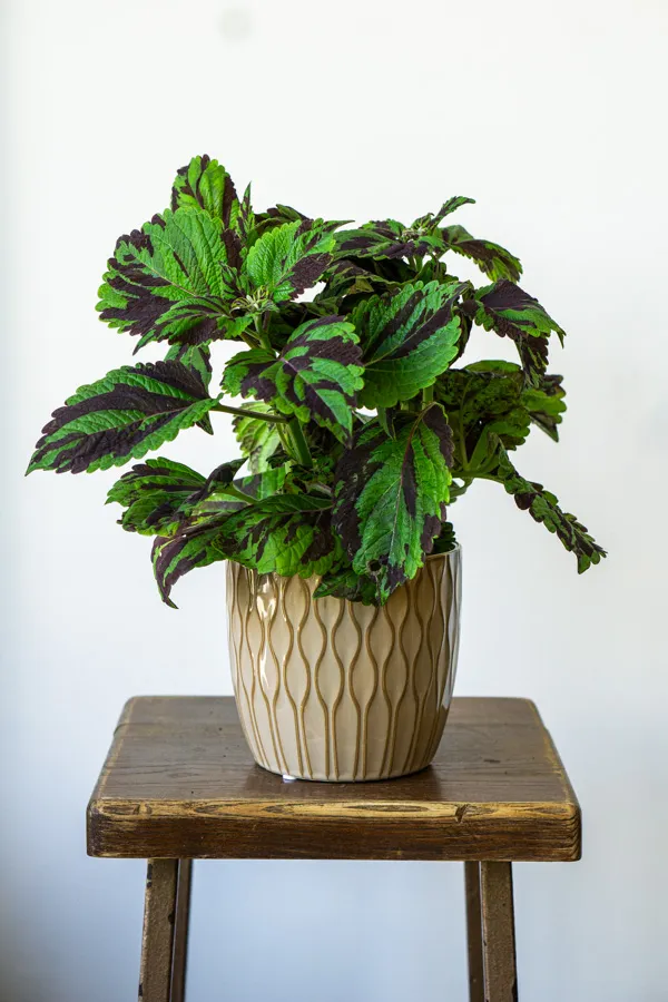 Coleus Wizard Mosaic Hybrid (Tiger)