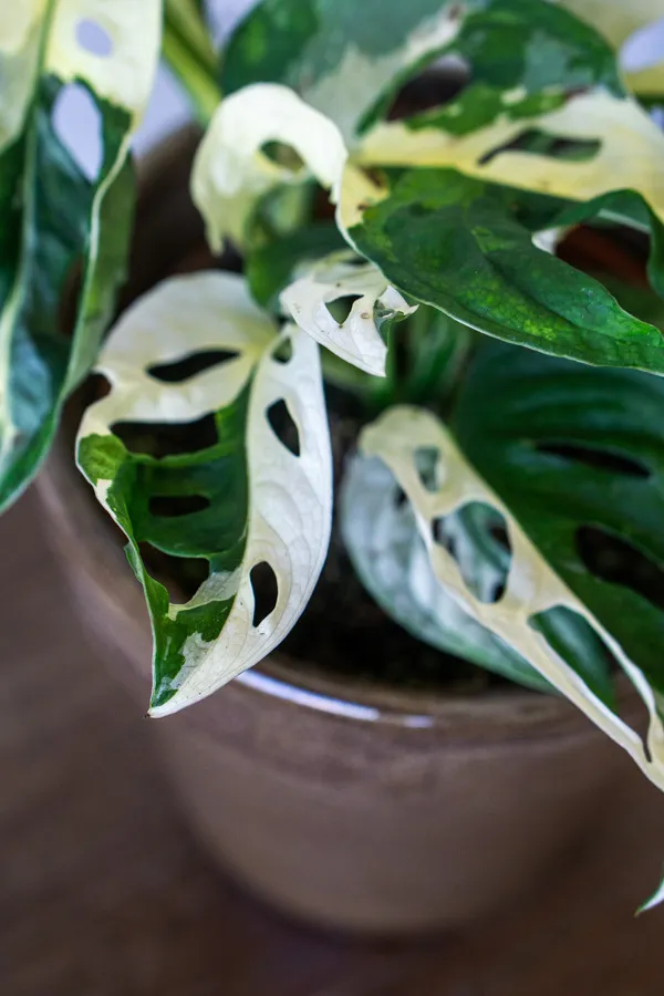 Monstera adansonii variegata (konkrétny kus)