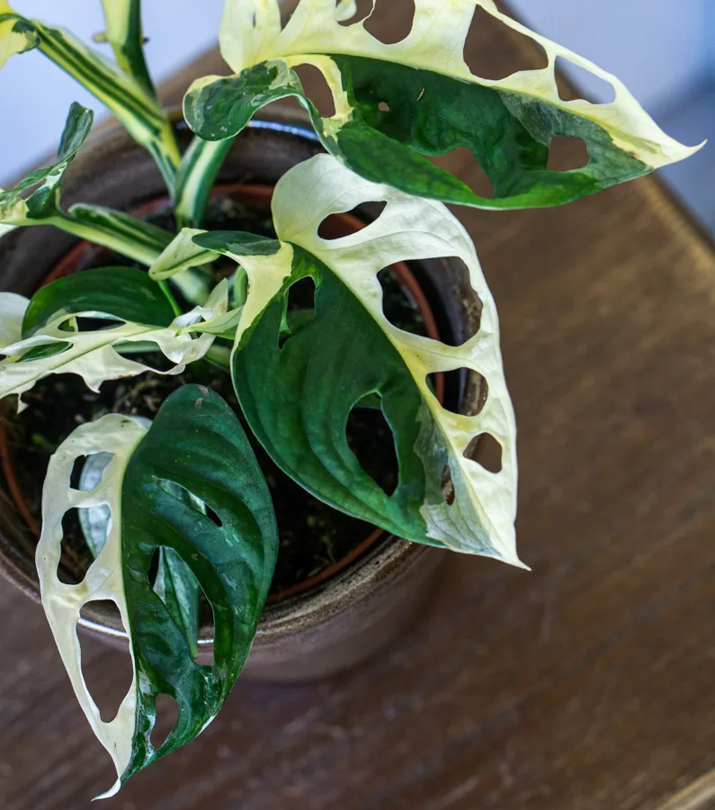 Monstera adansonii variegata (konkrétny kus)