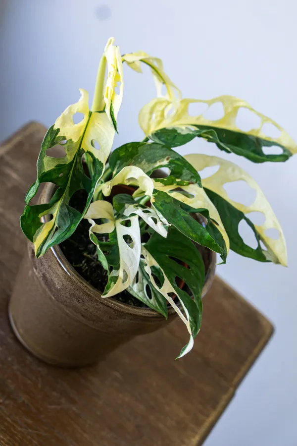 Monstera adansonii variegata (konkrétny kus)