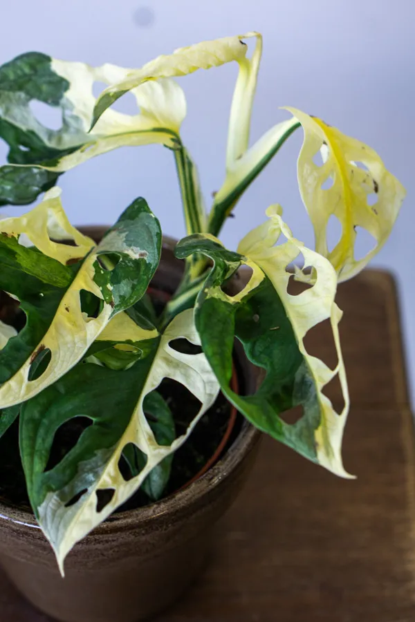Monstera adansonii variegata (konkrétny kus)