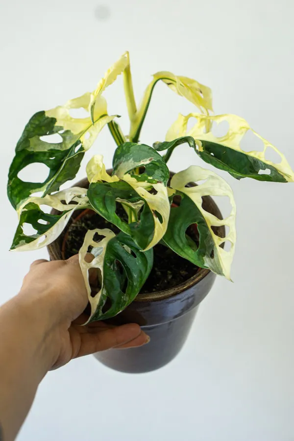 Monstera adansonii variegata (konkrétny kus)