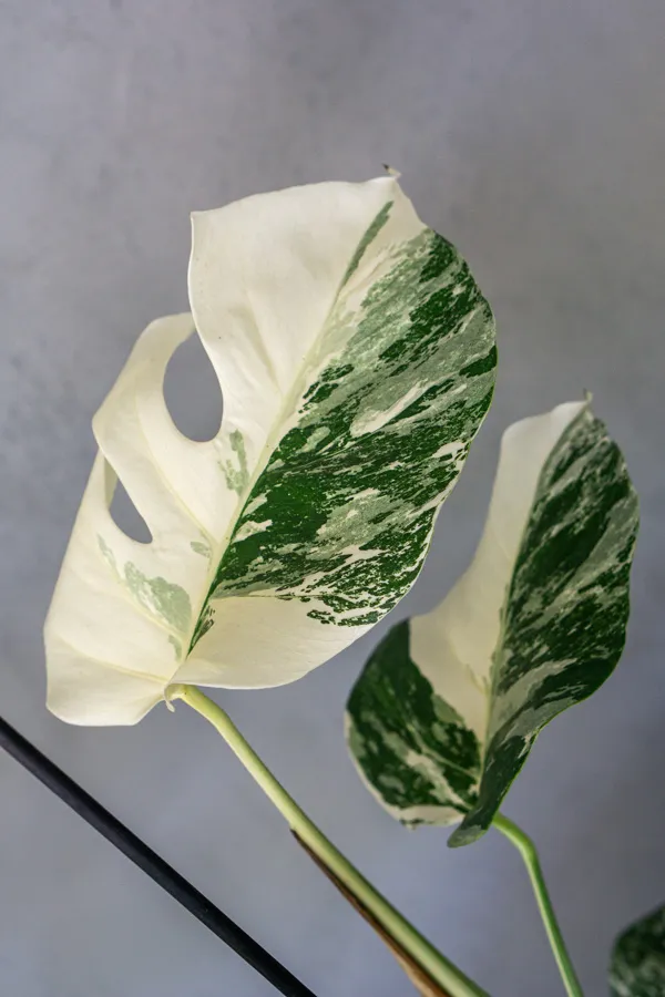 (konkrétna) Monstera Deliciosa Albo variegata - Panašovaná Monstera XL