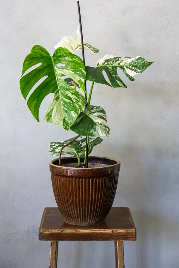 (konkrétna) Monstera Deliciosa Albo variegata - Panašovaná Monstera XL