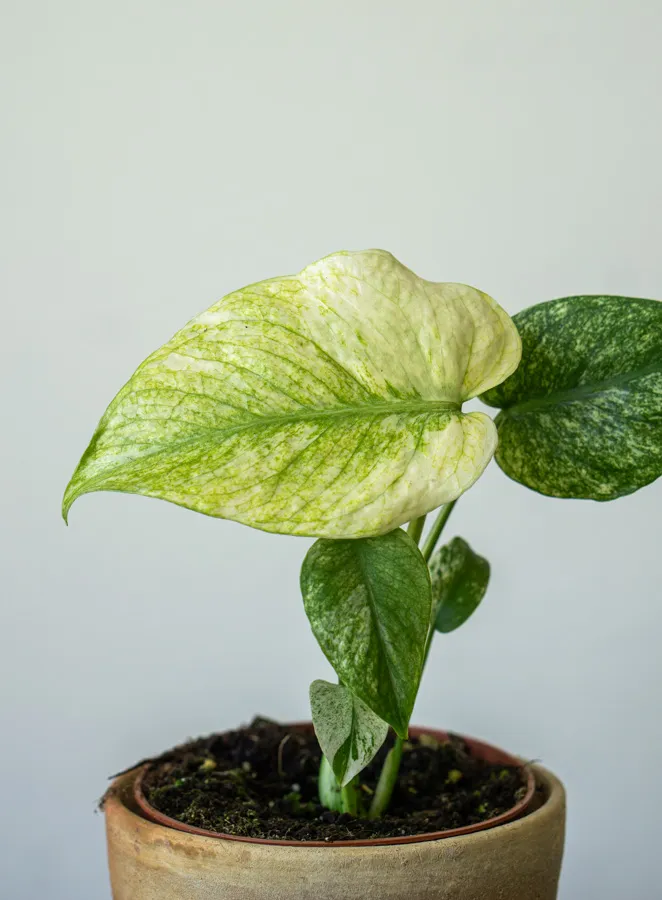 Monstera Deliciosa White Monster