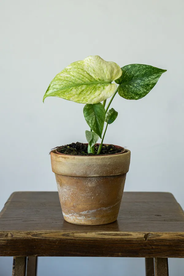 Monstera Deliciosa White Monster