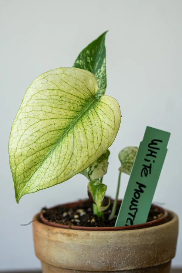 Monstera Deliciosa White Monster