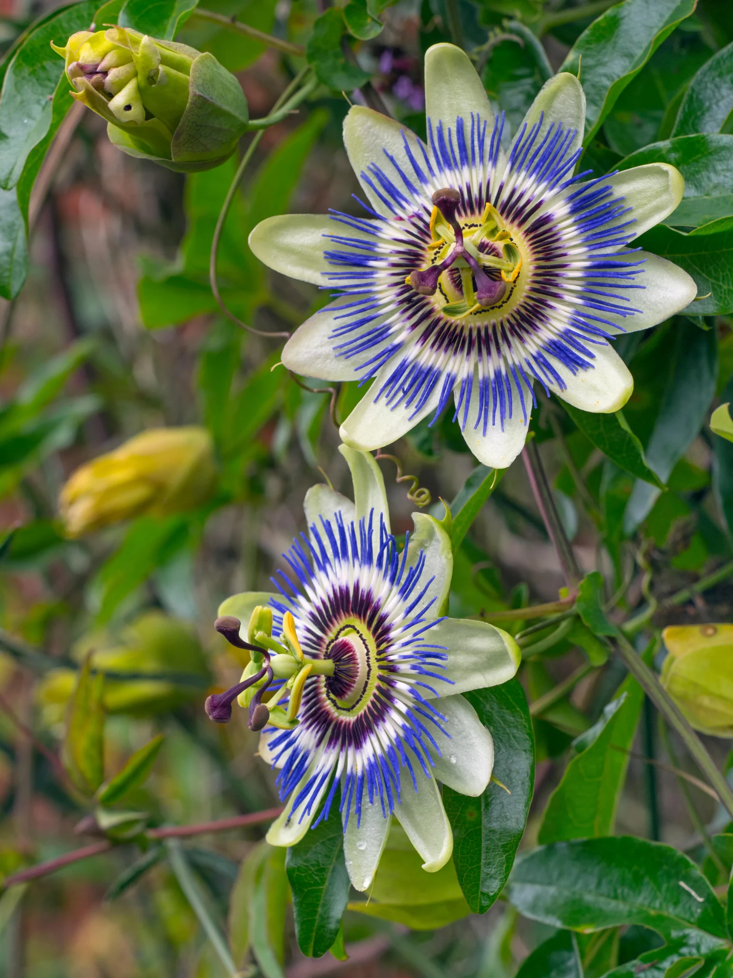Múčenka: Passiflora Damsel's Delight