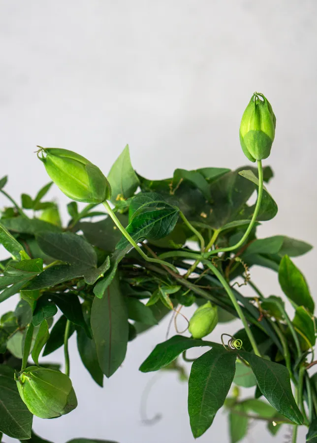 Múčenka: Passiflora Damsel's Delight