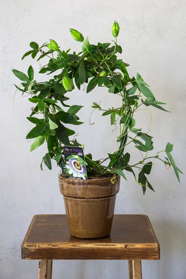Múčenka: Passiflora Damsel's Delight