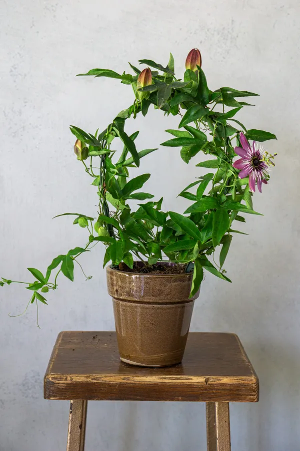Múčenka: Passiflora Victoria