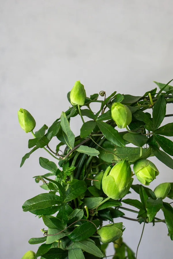 Múčenka: Passiflora Caerulea