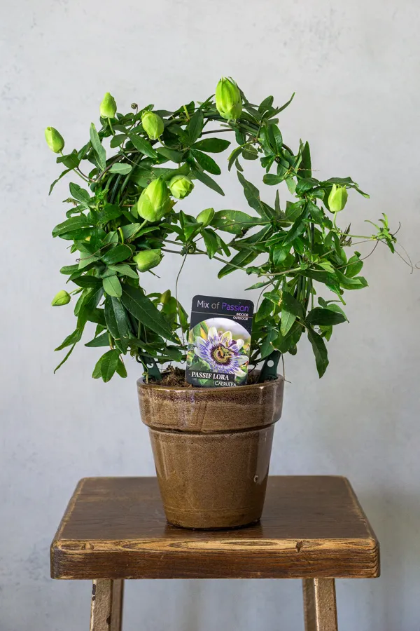 Múčenka: Passiflora Caerulea