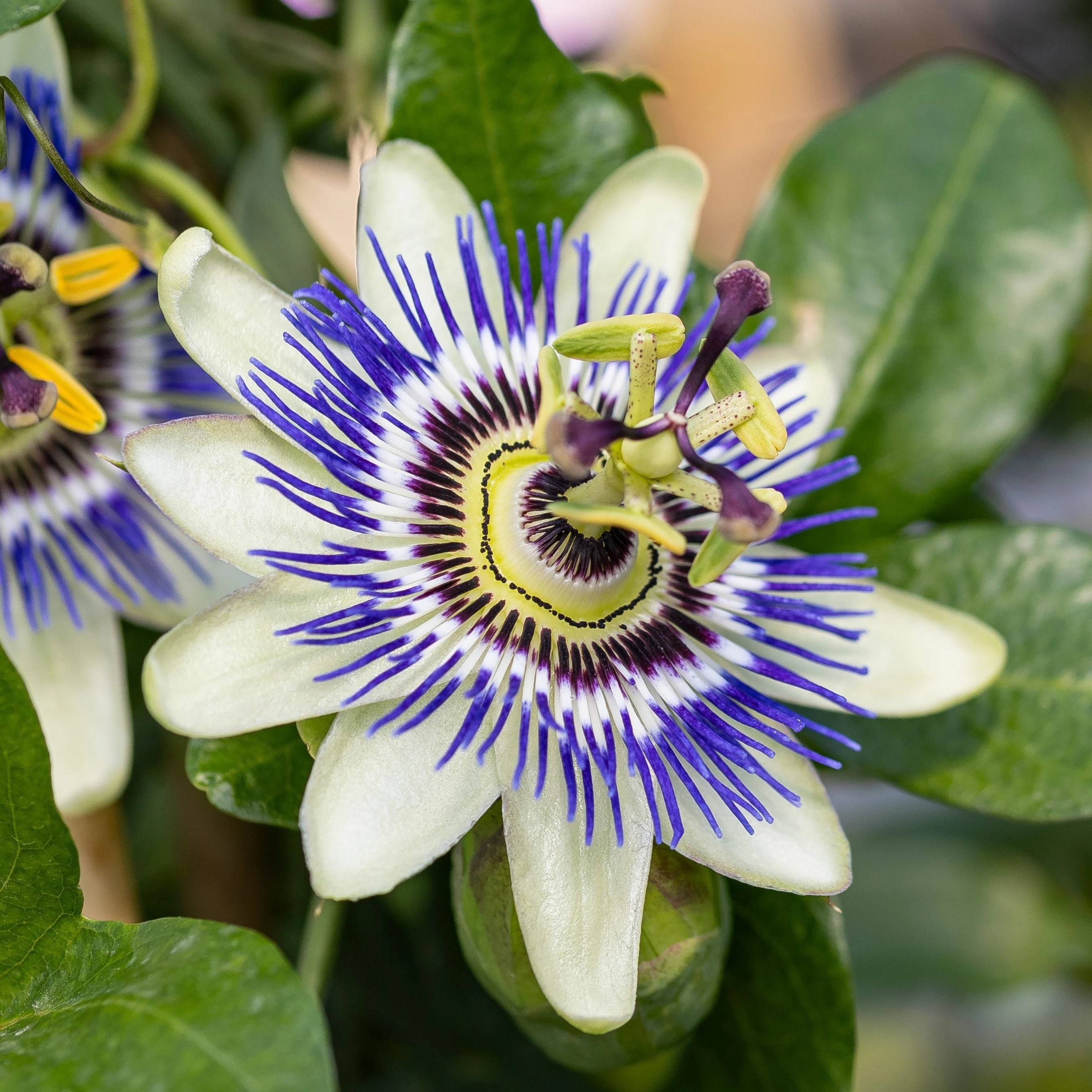 Múčenka: Passiflora Caerulea