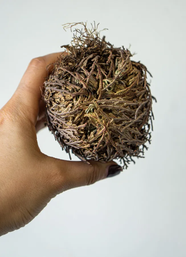 Ruža z Jericha (Selaginella lepidophylla)
