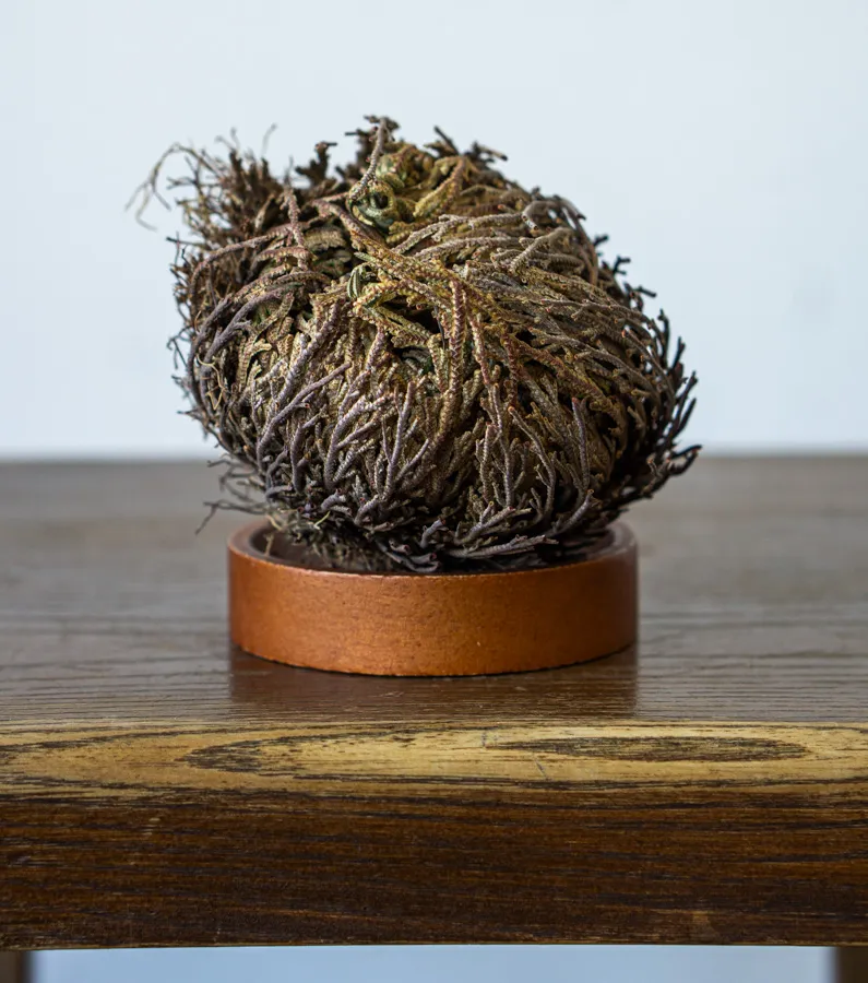 Ruža z Jericha (Selaginella lepidophylla)