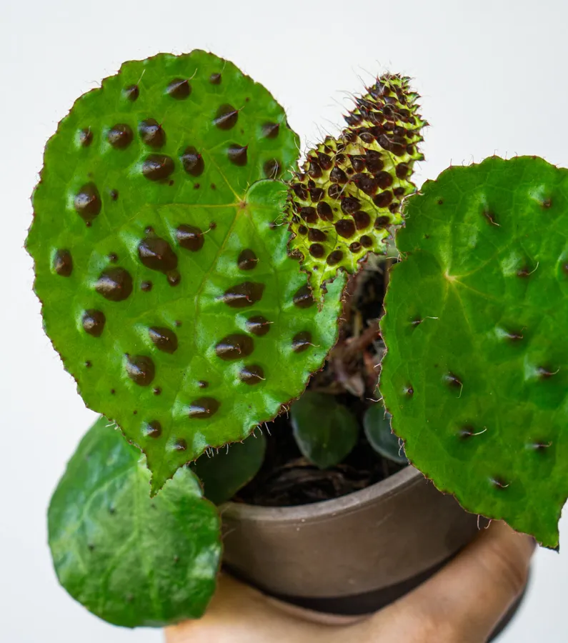 Begonia Ferox
