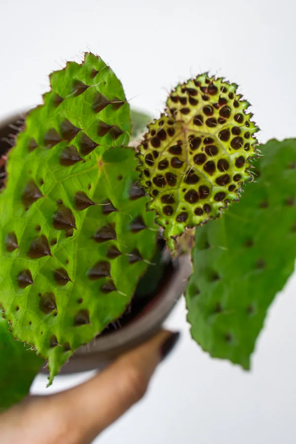 Begonia Ferox