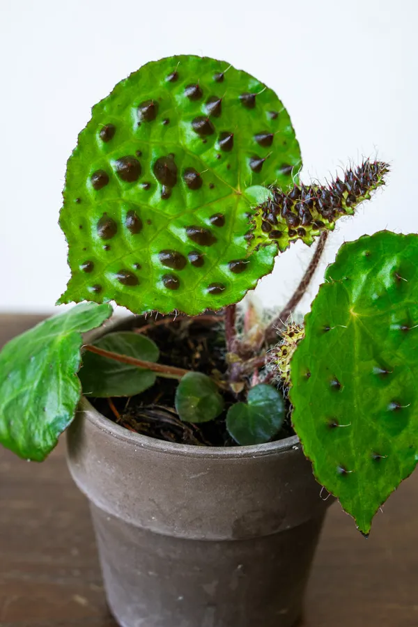 Begonia Ferox