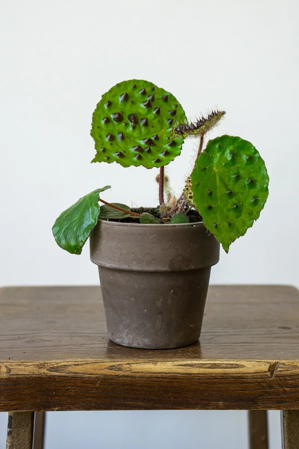 Begonia Ferox