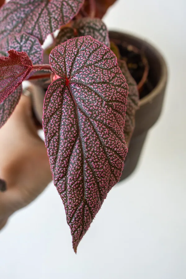 Begonia 'Maurice Amey'