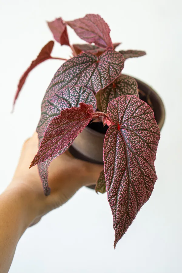 Begonia 'Maurice Amey'