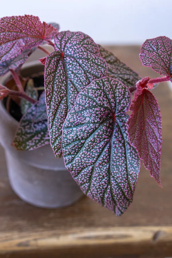 Begonia 'Maurice Amey'
