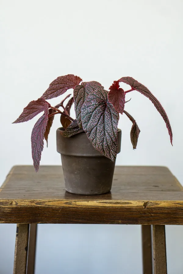 Begonia 'Maurice Amey'