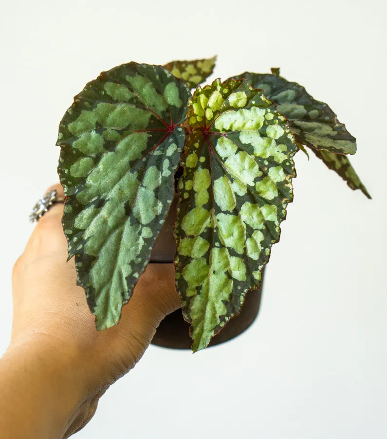 Begonia 'Lucifer'