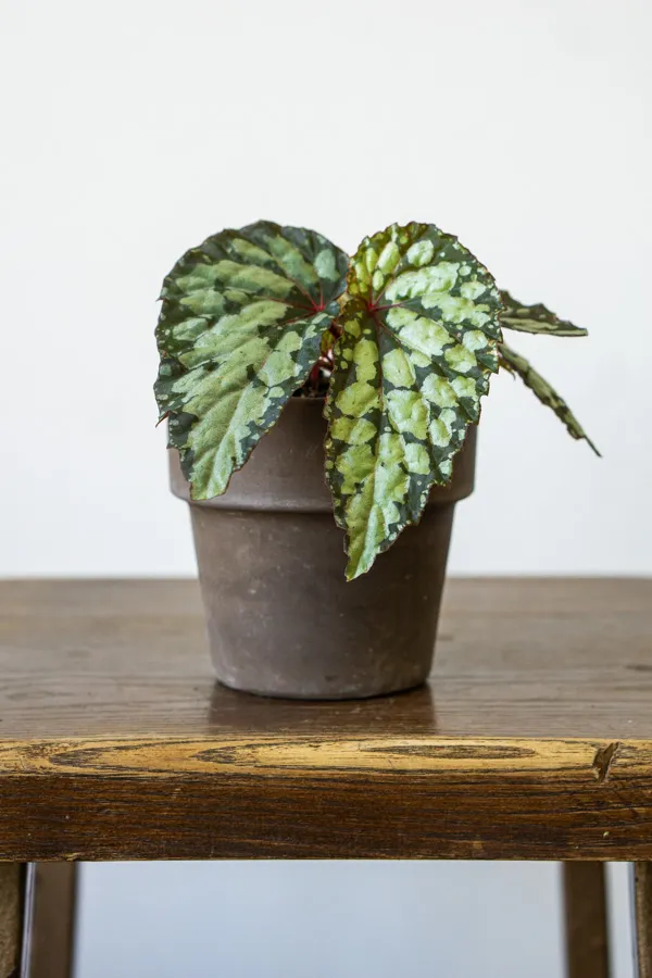 Begonia 'Lucifer'