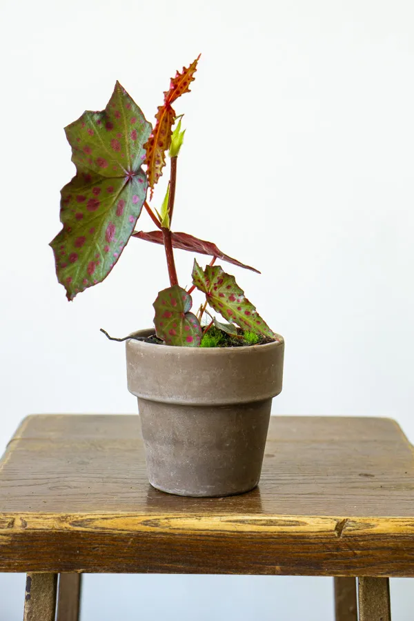 Begonia amphioxus × malachosticta