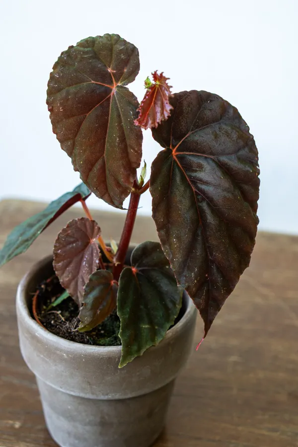 Begonia 'Black Blood'